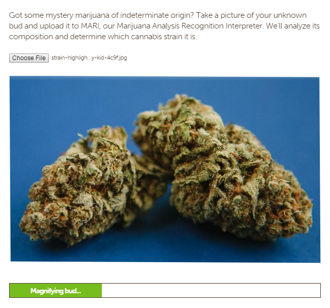 Introducing Leafly's New Cannabis Strain Identifier Tool Leafly